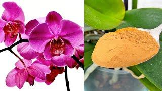 All you need is cinnamon! And the orchid blooms like crazy all year round!