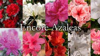 All about Encore Azaleas