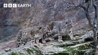 Capturing The Rare Snow Leopard On Camera | BBC Earth