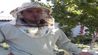 борьба с клещом Варроа осенью