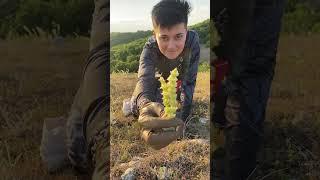 Сбор трав в Крыму #травыкрыма