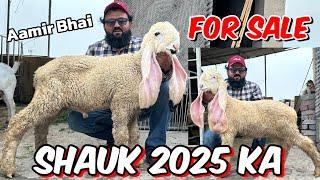 Kajlay Chatre 2025 kids Ka shauk  | LAHORI SHAUK Aamir bhai Ka shauk