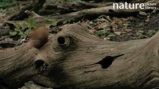 Red squirrel enters hole in hollow log, retrieves nut and climbs out of another hole, Wales