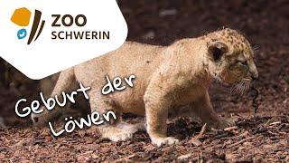 Der Löwennachwuchs ist da - Zoo Schwerin