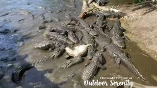 Alligators Attack and Feast on their Own Kind!