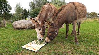 Dierendag op Landerij De Park!