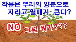 작물은 뿌리의 양분으로 자라고 열매가 큰다? NO! 그럼 뭐가?(작물의 성장 원리, 작물의 비대 원리, 뿌리의 양분 흡수량과 광합성량의 비교, 광합성과 호흡직용 이해, 등)