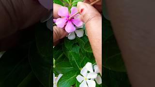 Do you want to have more color in vinca for free..?? try this method #vinca #flowers#pollination