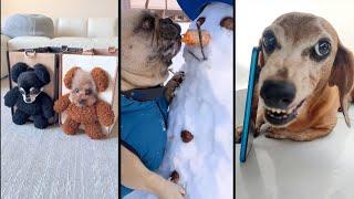 Funny and cute DOGSVideos Сompilation  # 5
