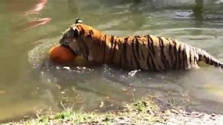 Andy Tiger VS Great Pumpkin