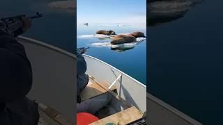 Уничтожение моржей по всему миру #экология #природа