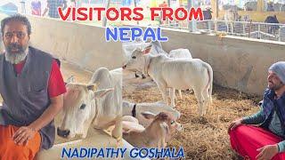 Visitors from Nepal to See Nadipathy Miniature cows | Nadipathy Goshala #youtube #cow #yt #farming