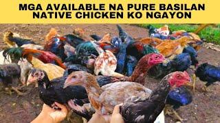 Mga available na pure basilan native chicken ko ngayon