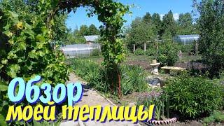 Обзор моей теплицы.Теплица с помидорами.теплица с огурцами и перцами.