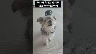 마킹해서 혼나는게 너무 억울한 아기강아지 #강아지 #아기강아지 #강아지영상 #몰키 #요크셔테리어 #강아지일상 #말티즈 #강아지장난감