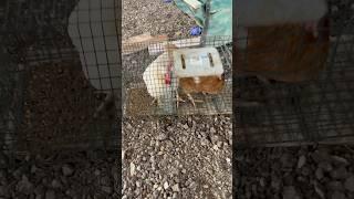 Trapping chickens #shorts #funnychickens