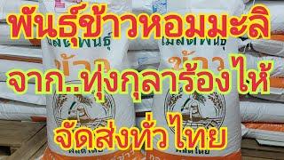 พันธุ์ข้าวจ้าว..หอมมะลิ..กข 15 & กข 105..จาก..ทุ่งกุลาร้องไห้  สนใจพันธุ์ข้าว 0899428684 0650495999