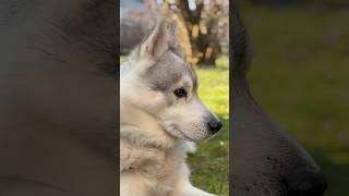 TOO CUTE FOR SPRING!  My Husky Found the PERFECT Sun Spot! #husky #shorts #huskylife #relaxing