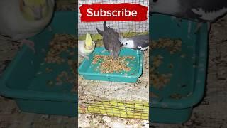 Cocktails birds love birds Birds breeding  Tips#viral#trending#youtube#short#videos#elurubirds