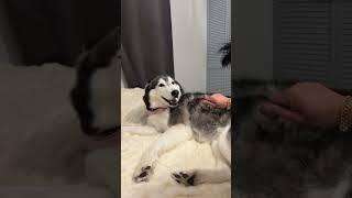 Husky Tried To EAT Her FLUFF!  #dog #funny #husky #puppy #funnydog