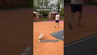 10개월 천재 강아지 어질리티 배우면 벌어지는 일 #강아지 #훈련 #어질리티 #천재견 #캠핑 #강아지캠핑 #멍미르 #말티푸 #shorts #shortvideo #short
