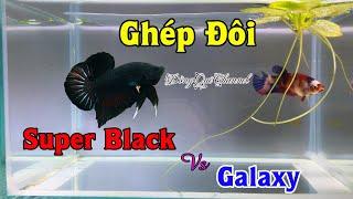 Thử Ghép Đôi Cá Betta SUPER BLACK  Và GALAXY - Kết Quả Bầy Cá Con┃Đồng Quê Channel