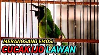 CUCAK IJO GACOR, memancing lawan agar emosi dan jamtrok! TERBAIK 5 menit langsung Trokbul