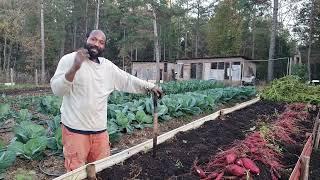 Let's Harvest The Raised Bed Sweet Potatoes!