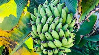 How long until my BANANA TREE produces FRUIT? | Growing Bananas is Easy