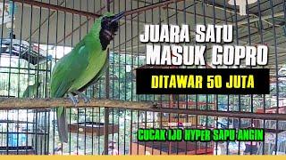 VIRAL Ditawar 50 Juta, JUARA SATU Cucak Ijo SAPU ANGIN