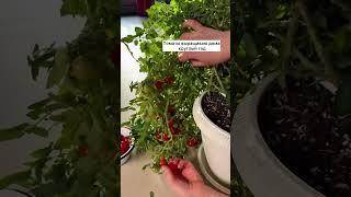 Выращивайте Вкусные Томаты Прямо У Себя Дома Круглый Год