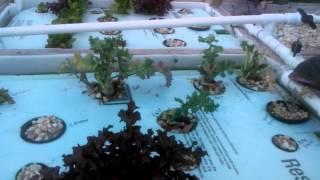 2013 aquaponics by roseysuniqueproducts