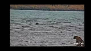 Bear 469, killing Bear 402 A Sad Day at Katmai ********GRAPHIC VIDEO **********