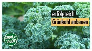 Growing kale without whitefly | Growing vegetables in the garden @gartengemüsekiosk