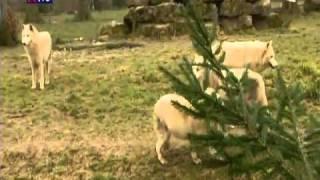 Le retour du loup en France - reportage au Parc Sainte-Croix - 26mn - France 3