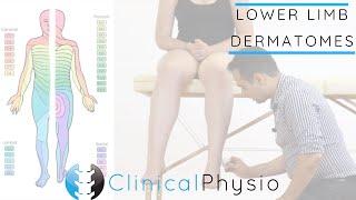 Lower Limb Dermatomes | Clinical Physio