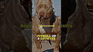 Joe Rogan: Pitbull vs 9 Coyotes #joerogan #pitbull