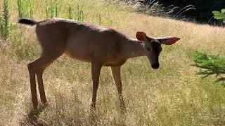 Deer Family  Everyone But The Fawns