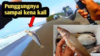 Musimnya ikan bojor pantai bunton cilacap