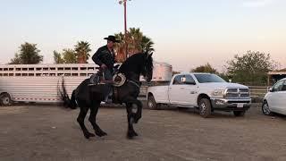 Best Dancing Horse Black Diamond