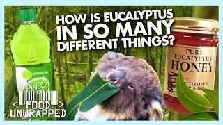 Why is Eucalyptus in So Many Different Things? | Food Unwrapped