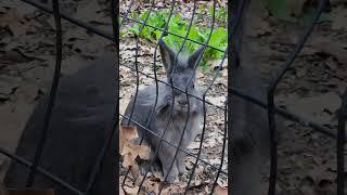 Bunny Diary Day 210. 3 bunnies  #rabbit #rabbitvlog  #rabbitnyc #bunnynyc #兔 #うさぎ #Bunny  #rabbit