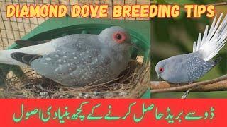 Diamond Dove Breeding Tips | Khubaib Pets