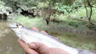 Mancing ikan seluang tercepat dan terbanyak. @pemancingkampungkp8318