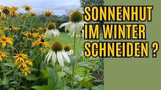 Sonnenhut schneiden ! Mit einem Rückschnitt der Blüten fördert ihr die Winterhärte !