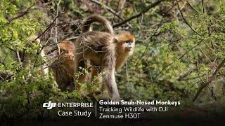 Protecting Endangered Golden Snub-Nosed Monkeys with DJI Zenmuse H30T