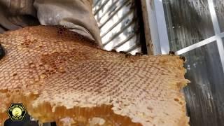 Bee Removal- Expert beekeeper removes hive from inside wall