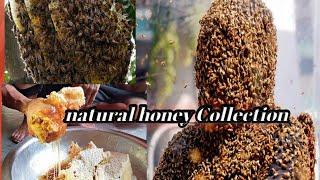 #Jusen Pent Dilkhor/ Piya Choklaimani Vlog Natural honey Collection#Jusen183