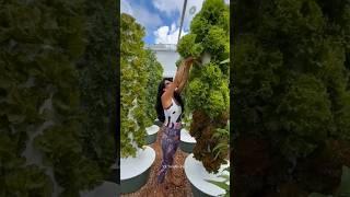 hydroponic farming technology  #shorts