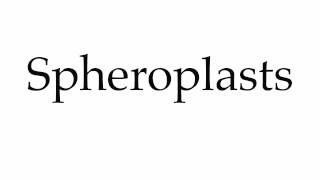 How to Pronounce Spheroplasts